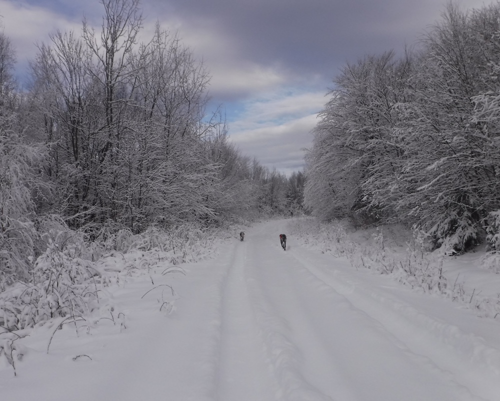 Grouse hunting in northern NH