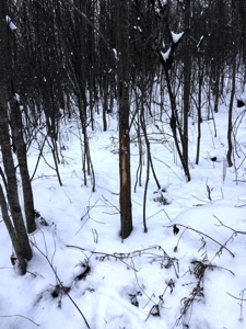 Deer scrape in northern Vermont