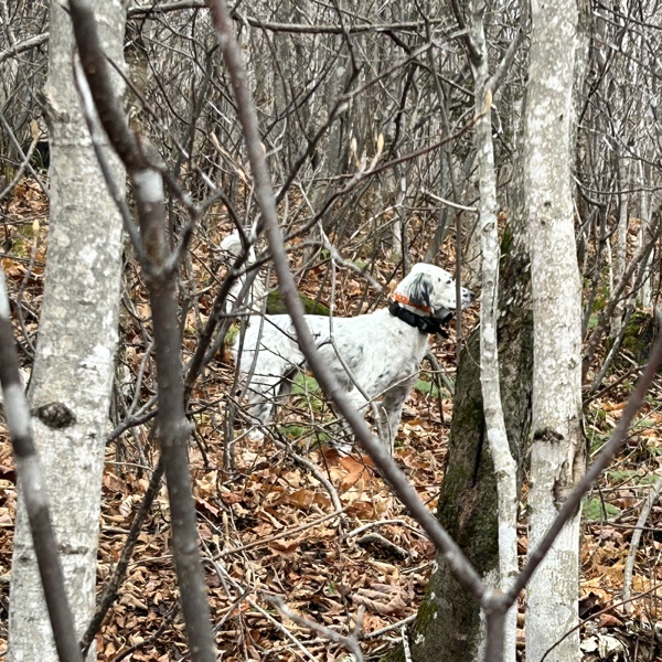 Ruffed grouse hunting in New Hampshire