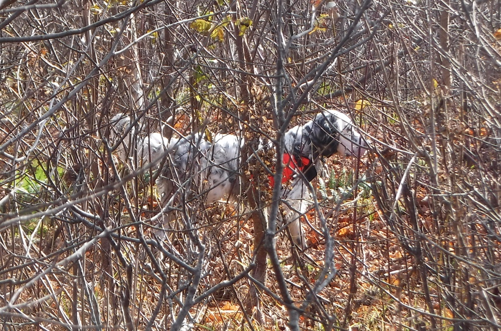 English setter on a grouse point in NH