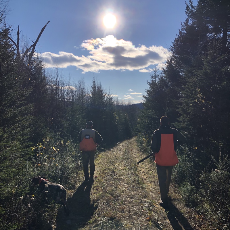 Grouse hunting in New Hampshire