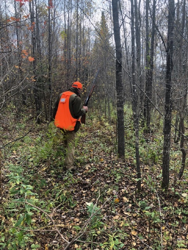 Ruffed grouse hunting in Vermont