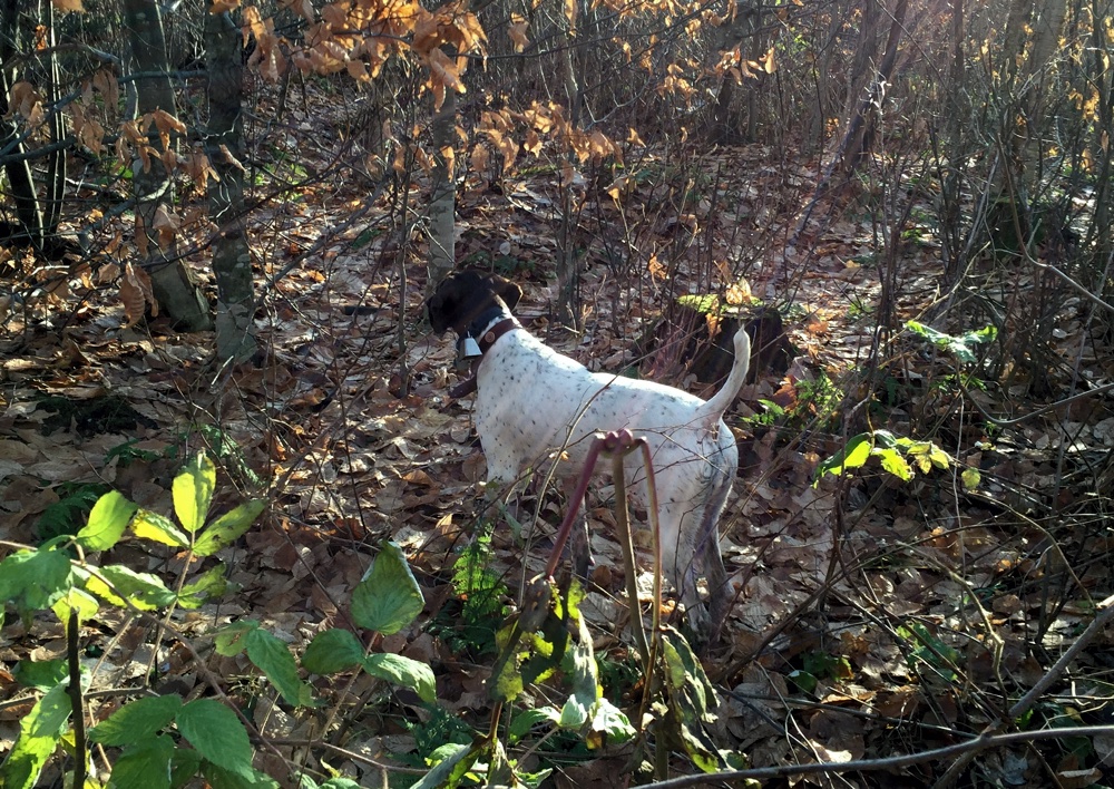 Emma locks down on a grouse