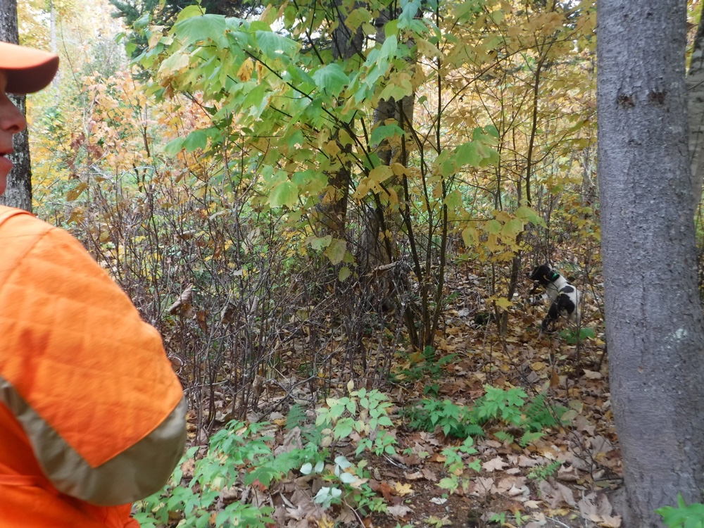 NH woodcock hunting