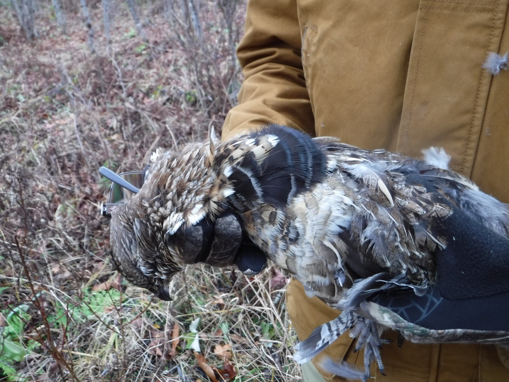 NH ruffed grouse hunting