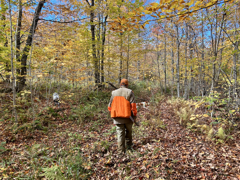 Ruffed grouse hunting in New Hampshire