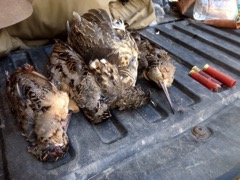 NH grouse and woodcock hunting