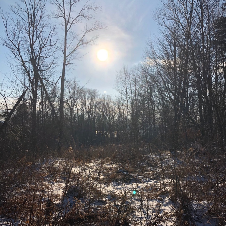 Northern NH grouse cover