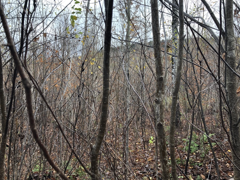 Grouse hunting in northern NH