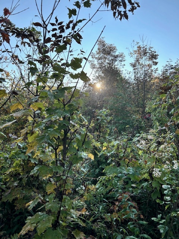 Northern Vermont grouse hunting