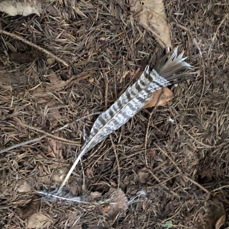 Ruffed grouse feather