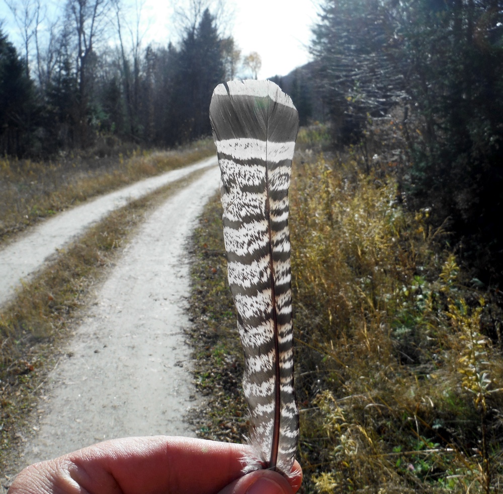 Ruffed grouse feather