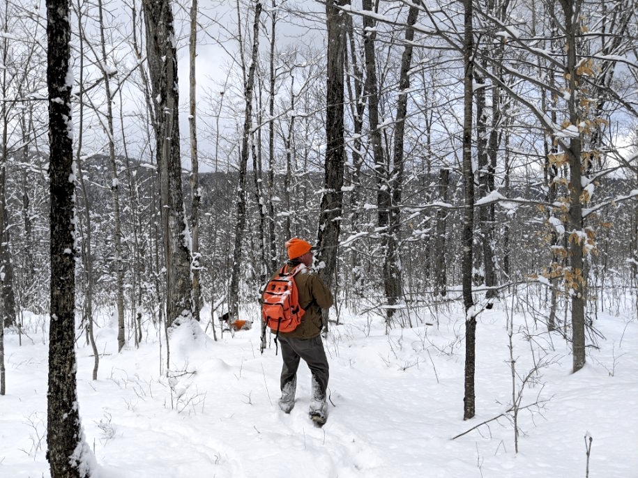 Grouse hunting in northern NH