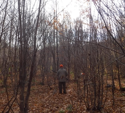 Grouse woods are a beautiful thing