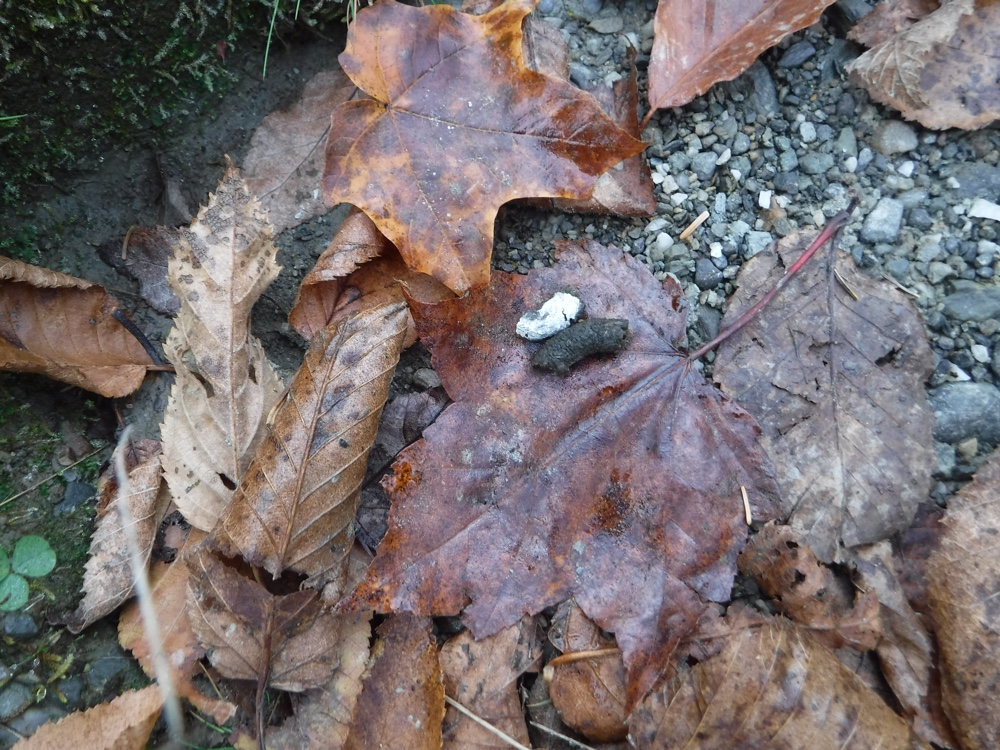 Grouse guano in Pittsburg NH