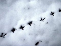 Grouse tracks in the snow