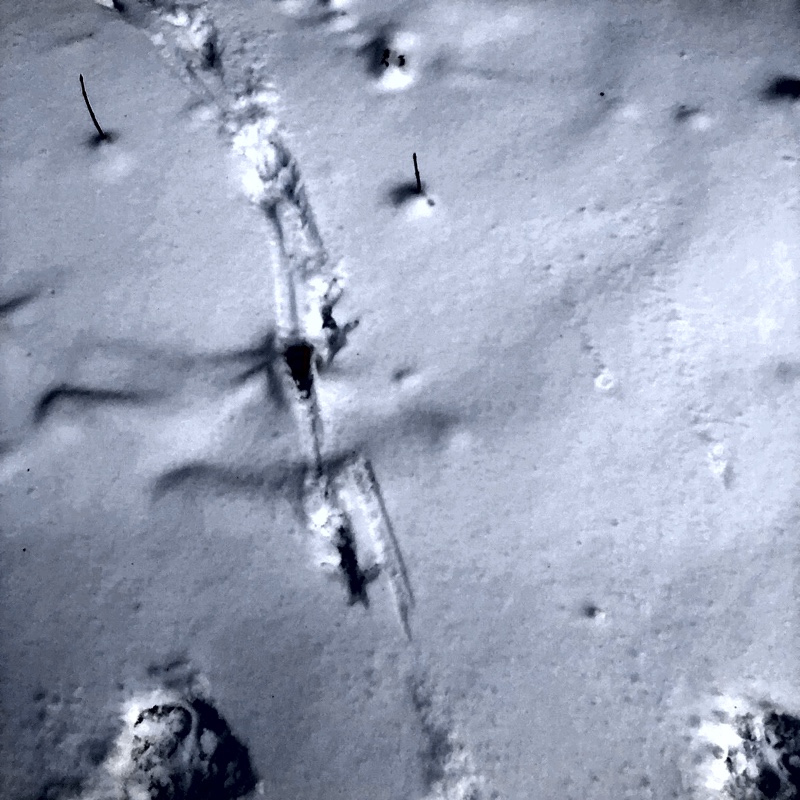 Ruffed grouse tracks