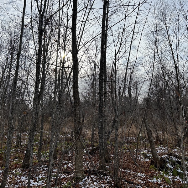 Frost Fire Guide Service ruffed grouse hunts