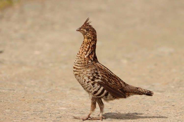 Ruffed Grouse hunting in New Hampshire