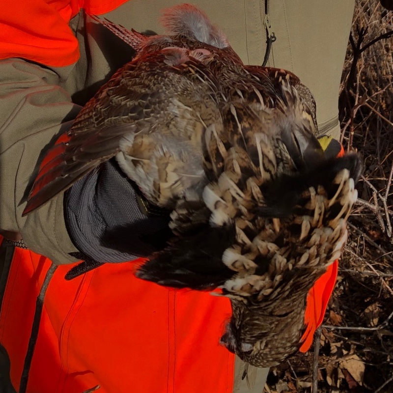 Grouse hunting in northern Vermont