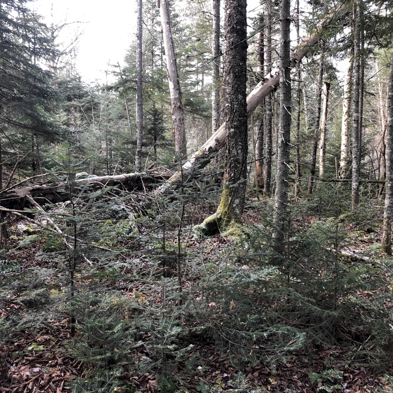 NH Grouse Hunting Update 11/5