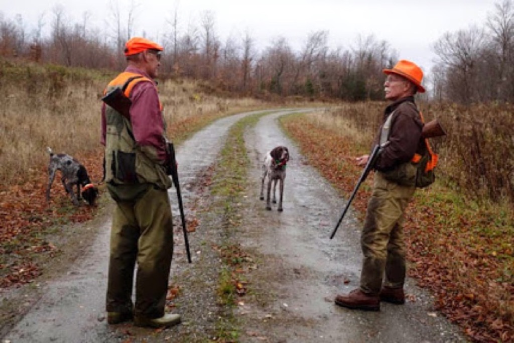 Jerry Allen grouse hunting with his wirehairs