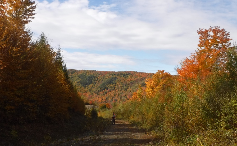 Grouse hunting in northern NH