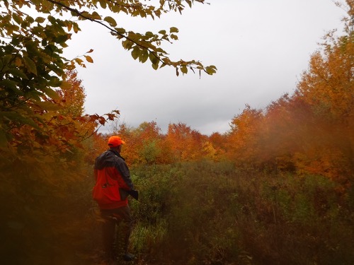 Grouse cover in Pittsburg NH