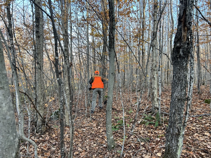 Ruffed grouse hunting in Vermont