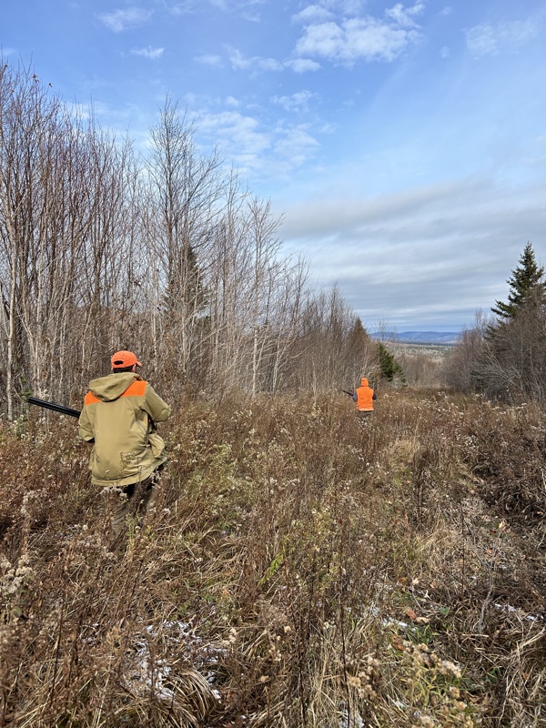 Ruffed grouse hunting in northern New Hampshire