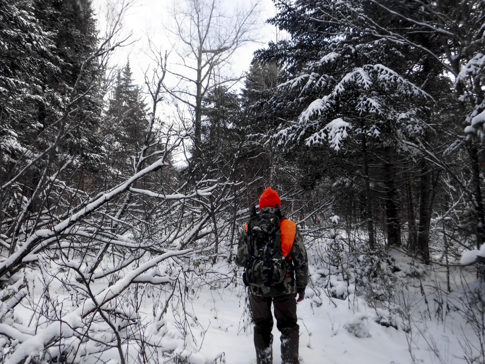 Grouse hunting in northern NH