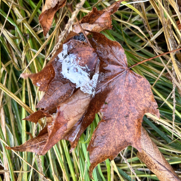 Frost Fire Guide Service woodcock hunting