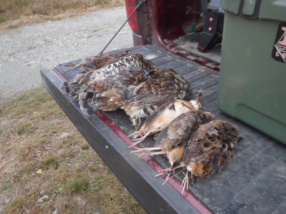 Ruffed grouse and woodcock hunting in NH