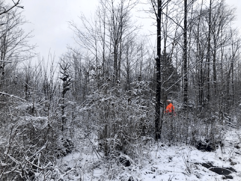 Winter ruffed grouse hunting in New Hampshire