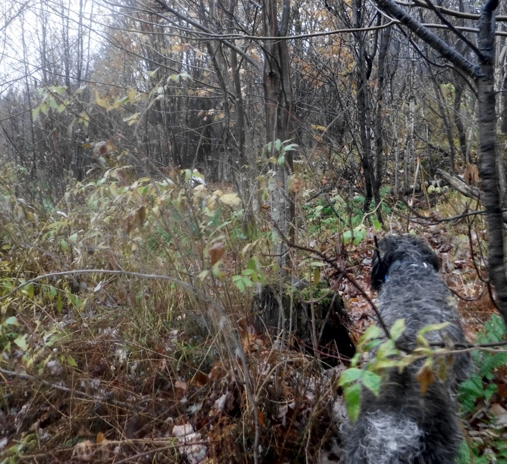 Maggie honors Bode's grouse point