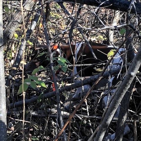 Woodcock hunting in New Hampshire