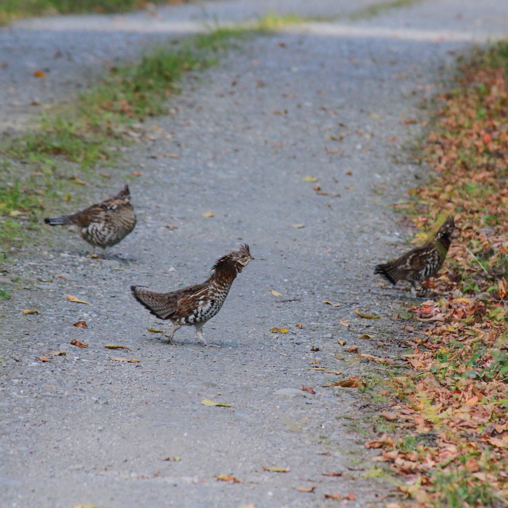 Ruffed grouse hunting in NH