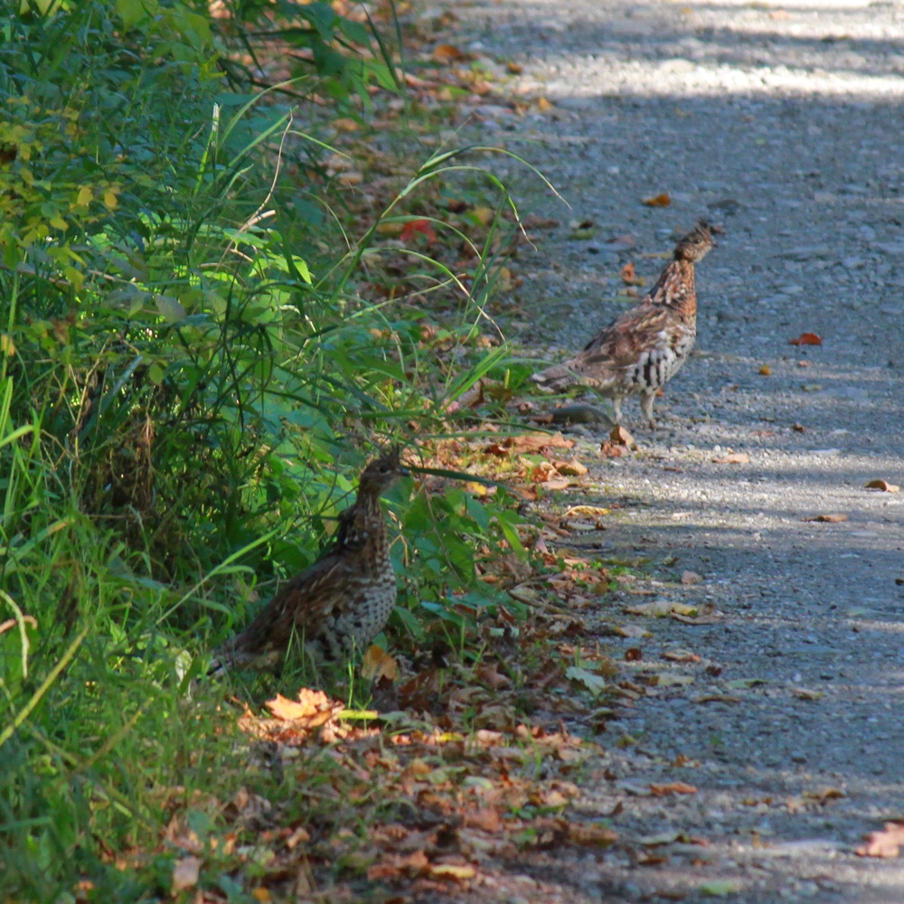 The grouse are plentiful in northern NH this year