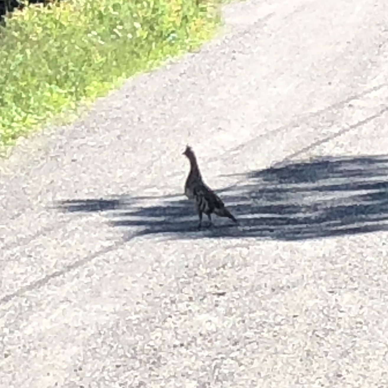 Ruffed grouse in Vermont