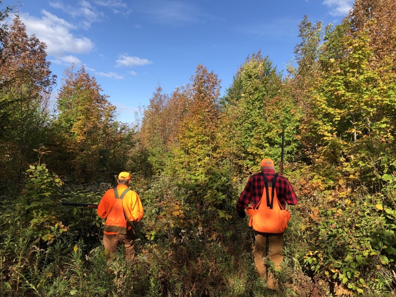 Upland bird hunting in Vermont