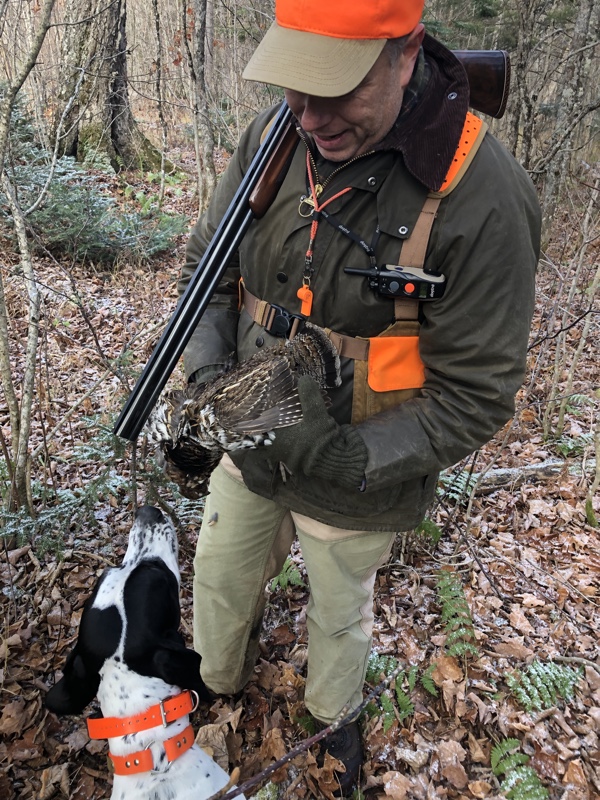 Ruffed grouse hunting in New Hampshire