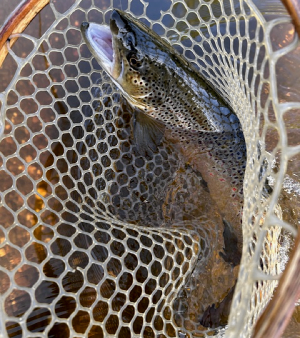 Connecticut River brown trout