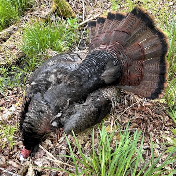 Frost Fire Guide Service turkey hunts