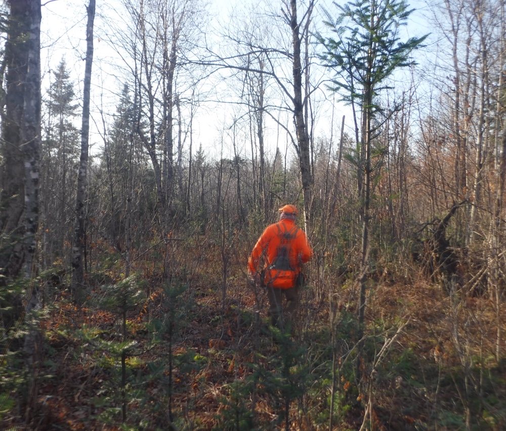 Grouse hunting in northern Vermont