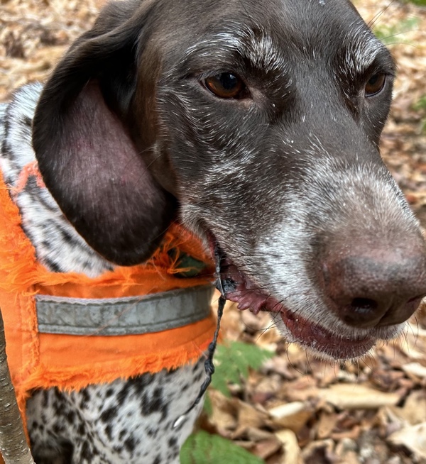 Frost Fire Guide Service ruffed grouse hunting