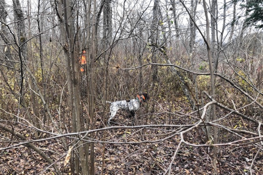 Ruffed grouse hunting in NH