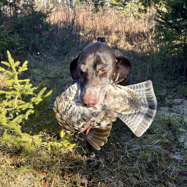 Ruffed grouse hunting in northern Vermont