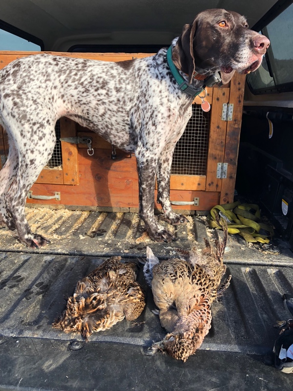Grouse hunting in northern New Hampshire