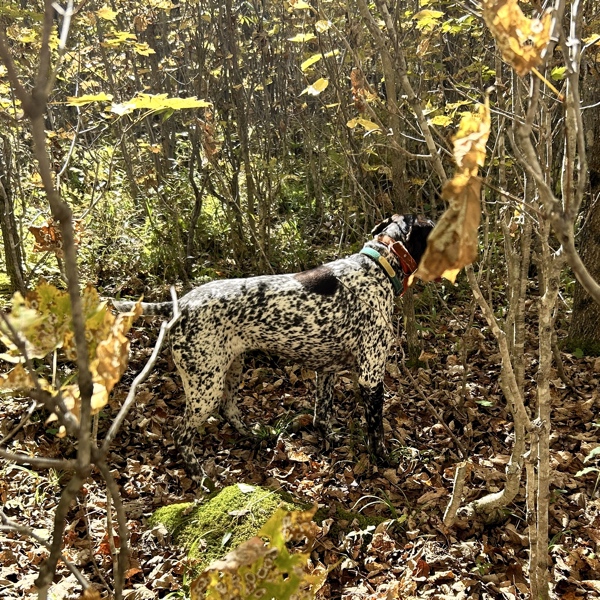 Millie, pointing a woodcock