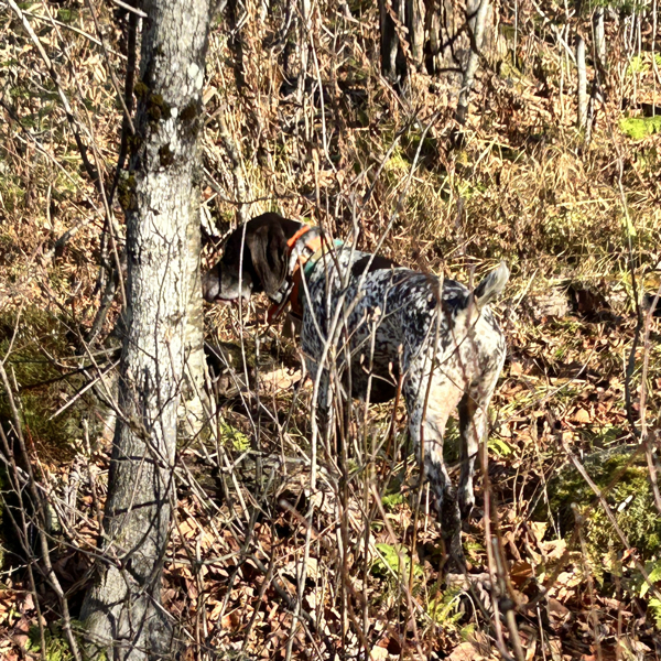 Woodcock hunting in Vermont